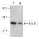 Rab 34 Antibody (E-10) - Western Blotting - Image 365928