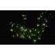 Rab 36 Antibody (379.2) - Immunofluorescence - Image 35493