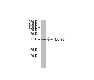 Rab 36 Antibody (379.2) - Western Blotting - Image 33567 