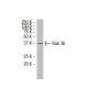 Rab 36 Antibody (379.2) - Western Blotting - Image 33567 