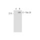 Rab 38 Antibody (11B-7) - Western Blotting - Image 56347