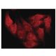 Rab 3A Antibody (D-1) - Immunofluorescence - Image 137329