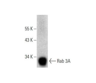 Rab 3A Antibody (D-1) - Western Blotting - Image 135967 