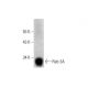 Rab 3A Antibody (D-1) - Western Blotting - Image 135967 