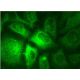 immunofluorescence image from recommended Rab 3A (C-7) monoclonal antibody replacement. Image 145179