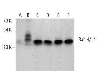 Rab 4/14 Antibody (F-10) - Western Blotting - Image 364841 