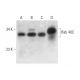 Rab 40C Antibody (H-8) - Western Blotting - Image 333368 