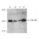 Rab 40C Antibody (H-8) - Western Blotting - Image 369447