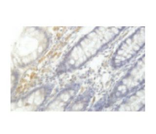 Rab 42 Antibody (MU-9) - Immunohistochemistry - Image 53982