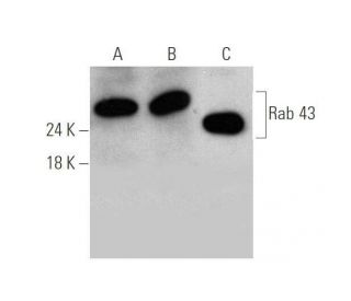 Rab 43 Antibody (D-12) - Western Blotting - Image 349070 