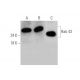 Rab 43 Antibody (D-12) - Western Blotting - Image 349070 