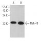 Rab 43 Antibody (D-12) - Western Blotting - Image 371086