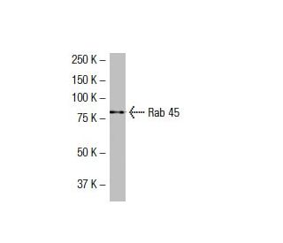 Rab 45 Antibody (SJ-12) - Western Blotting - Image 33576 