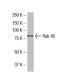Rab 45 Antibody (SJ-12) - Western Blotting - Image 33576 