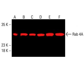 Rab 4A Antibody (4E11) - Western Blotting - Image 414692 