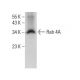 Rab 4A Antibody (E-10) - Western Blotting - Image 376647