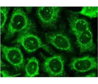 Rab 4B Antibody (C-3) - Immunofluorescence - Image 145163 