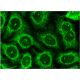 Rab 4B Antibody (C-3) - Immunofluorescence - Image 145163 