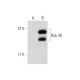 Rab 4B Antibody (C-3) - Western Blotting - Image 138275
