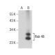 Rab 4B Antibody (H-3) - Western Blotting - Image 155399 