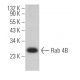Rab 4B Antibody (H-3) - Western Blotting - Image 364259