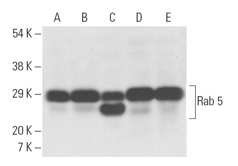 Rab 5 Antibody (D-11) | SCBT - Santa Cruz Biotechnology