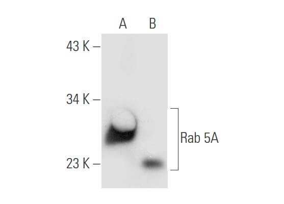 Anti-Rab 5 Antibody (D-11) | SCBT - Santa Cruz Biotechnology