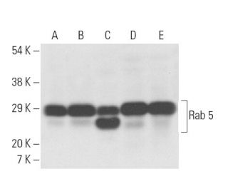 western blotting image from recommended Rab 5 (D-11) monoclonal antibody replacement. Image 11530