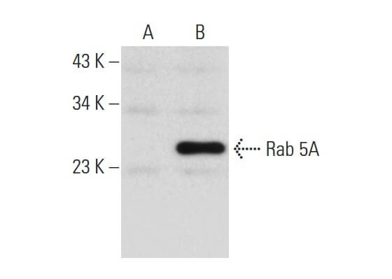Rab 5A抗体 (3A4) | SCBT - Santa Cruz Biotechnology