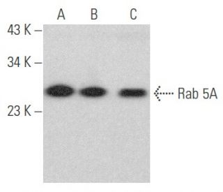 Rab 5A Antibody (A-12) - Western Blotting - Image 354133 