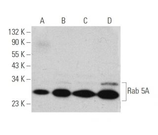 western blotting image from recommended Rab 5A (C-3) monoclonal antibody replacement. Image 346506