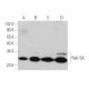 western blotting image from recommended Rab 5A (C-3) monoclonal antibody replacement. Image 346506