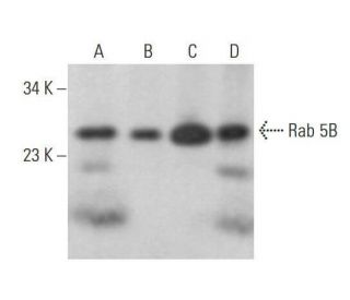 western blotting image from recommended Rab 5B (F-9) monoclonal antibody replacement. Image 353250