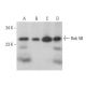 western blotting image from recommended Rab 5B (F-9) monoclonal antibody replacement. Image 353250