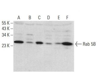 Anti-Rab 5B Antibody (F-9) | SCBT - Santa Cruz Biotechnology
