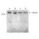 Rab 5C Antibody (D-6) - Western Blotting - Image 374877 