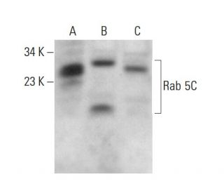 Rab 5C Antibody (D-6) - Western Blotting - Image 380309 
