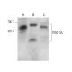 Rab 5C Antibody (D-6) - Western Blotting - Image 380309 