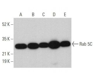 Rab 5C Antibody (H-3): sc-365667