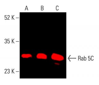 Rab 5C Antibody (H-3) - Western Blotting - Image 403819 