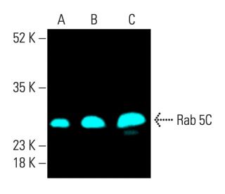 Rab 5C Antibody (H-3) - Western Blotting - Image 403818