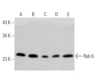 western blotting image from recommended Rab 6 (3G3) monoclonal antibody replacement. Image 368213
