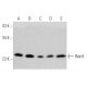 western blotting image from recommended Rab 6 (3G3) monoclonal antibody replacement. Image 368213