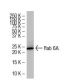 Rab 6A Antibody (38-TB) - Western Blotting - Image 33564 