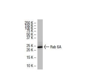 Rab 6A Antibody (38-TB) - Western Blotting - Image 33564Each CRISPR/Cas9 Knockout (KO) Plasmid product consists of a pool of 3 plasmids designed to ensure identification and cleavage of a specific gene for maximum knockout efficiency. Each plasmid encodes a unique 20 nt sequence derived from the GeCKO (v2) library.