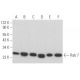 western blotting image from recommended Rab 7 (B-3) monoclonal antibody replacement. Image 354150