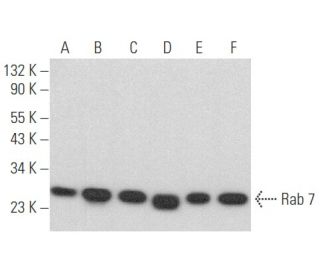 Rab 7抗体(B-3) | SCBT - Santa Cruz Biotechnology