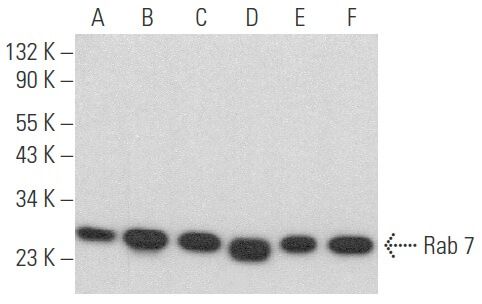 Rab 7 Antibody (B-3) | SCBT - Santa Cruz Biotechnology