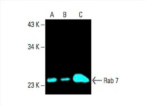 Rab 7 Antibody (B-3) | SCBT - Santa Cruz Biotechnology