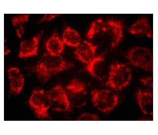 Rab 7 Antibody (D-4) - Immunofluorescence - Image 142126 